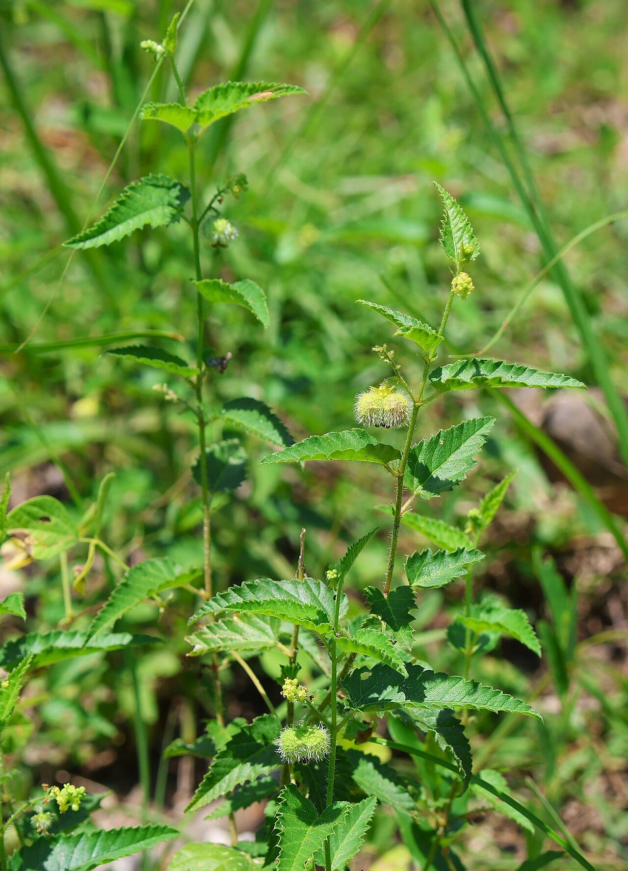 Nettleleaf noseburn (Tragia urticifolia)