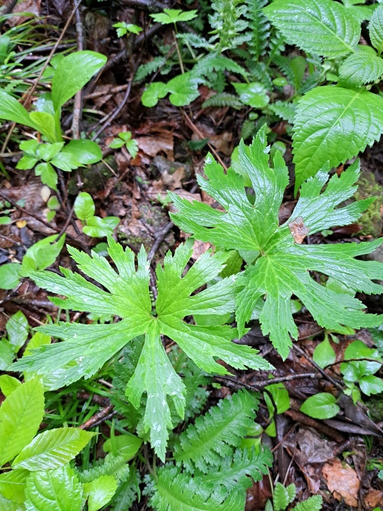 Carolina bugbane (Trautvetteria caroliniensis var. caroliniensis)