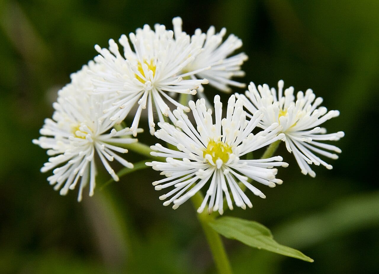 Carolina bugbane (Trautvetteria caroliniensis)