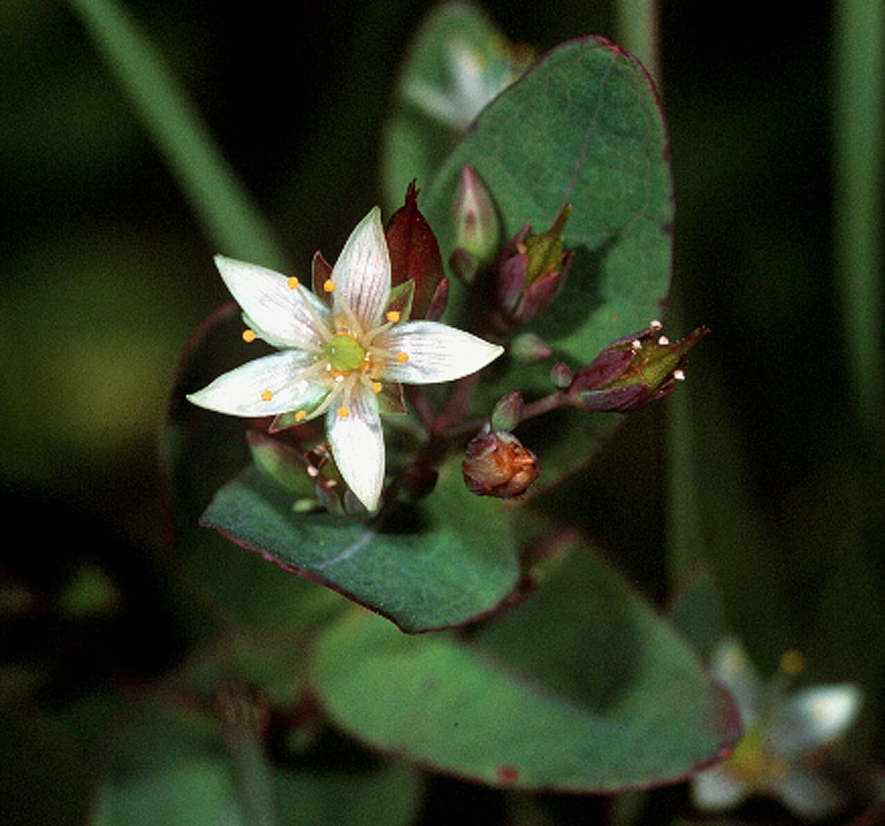 Virginia marsh st. johnswort (Triadenum virginicum)