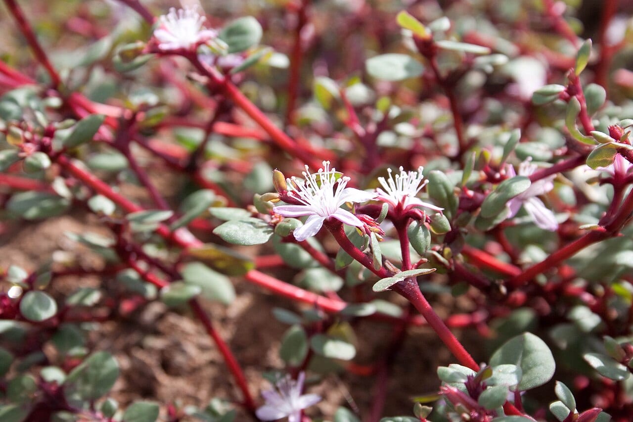 Desert horse-purslane (Trianthema portulacastrum)