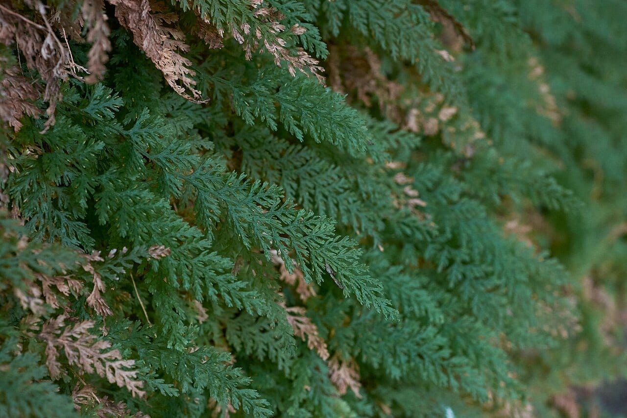 Appalachian bristle fern (Trichomanes boschianum)
