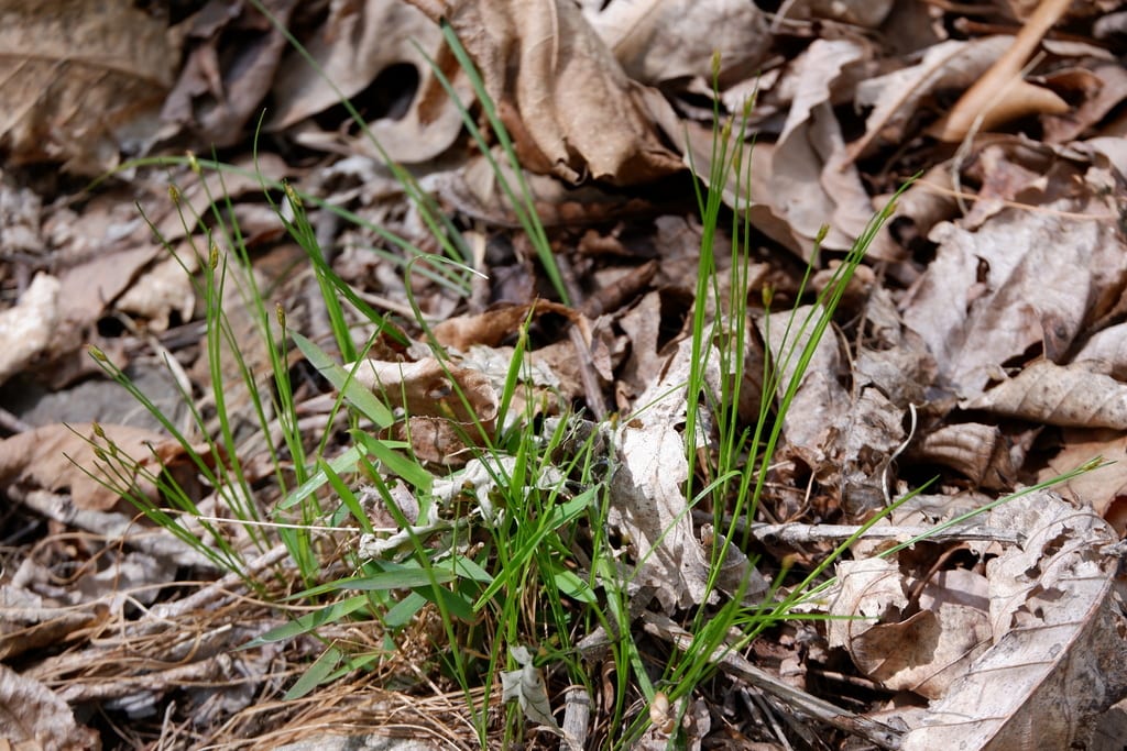 Bashful bulrush (Trichophorum planifolium)