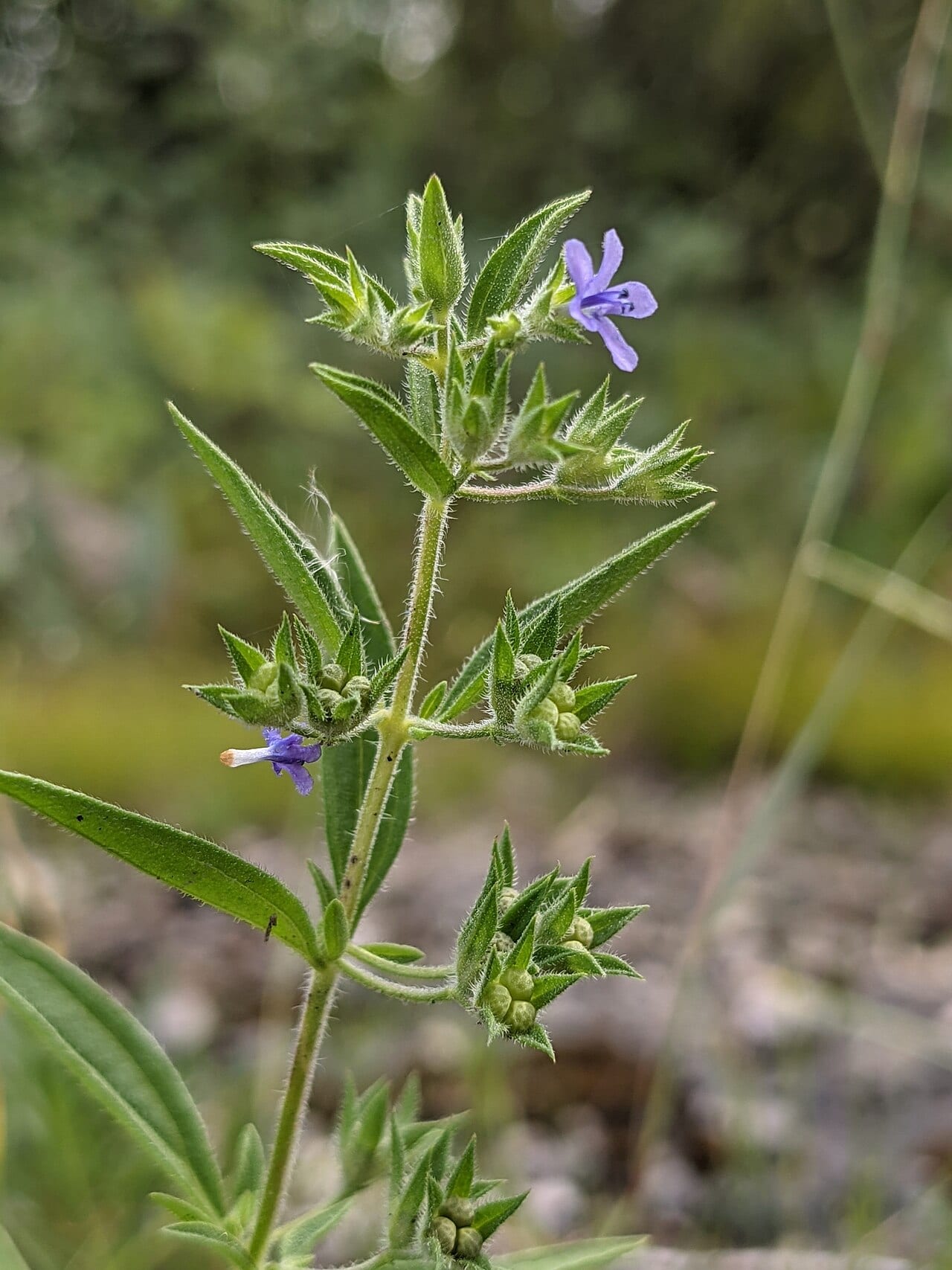 Fluxweed (Trichostema brachiatum)