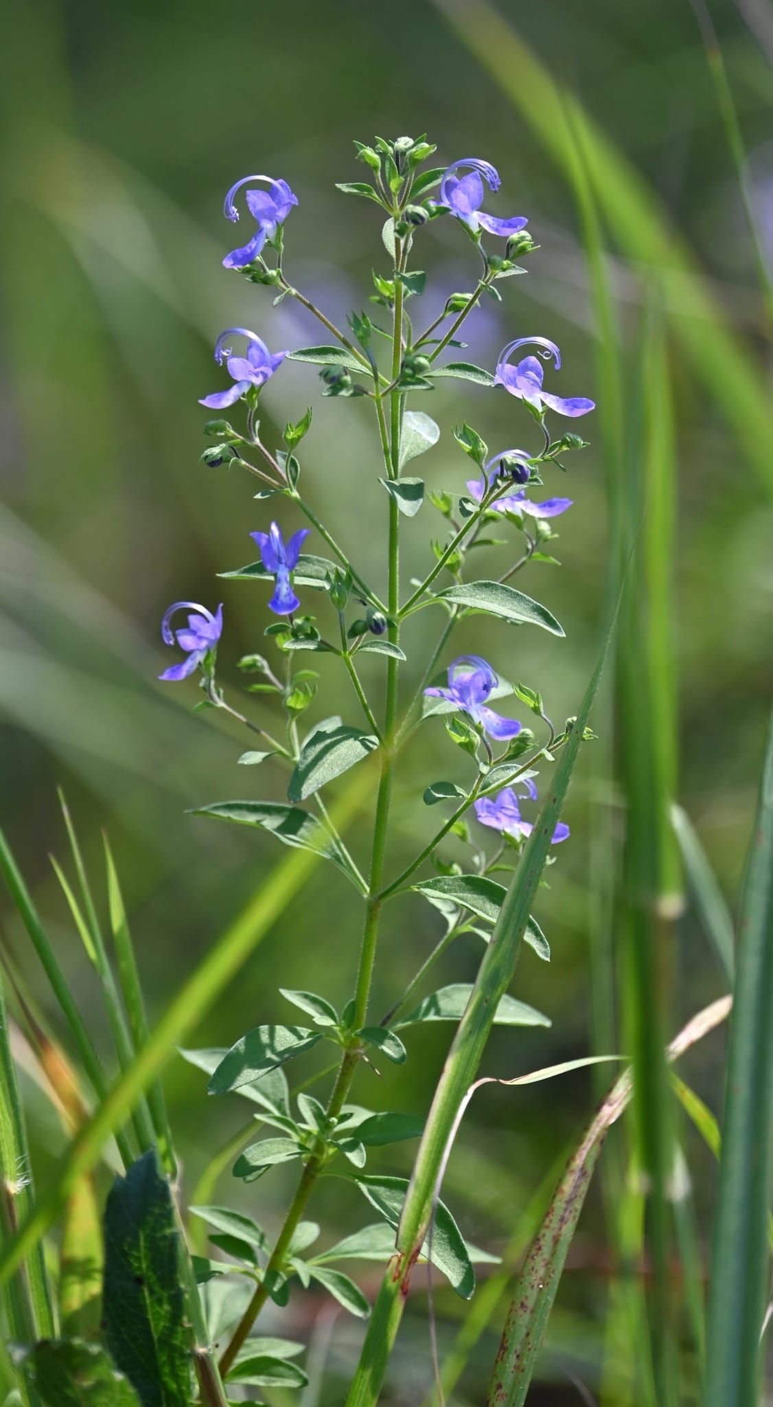 Forked bluecurls (Trichostema dichotomum)
