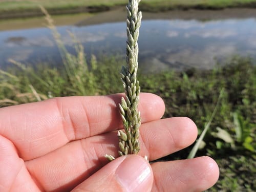 White tridens (Tridens albescens)