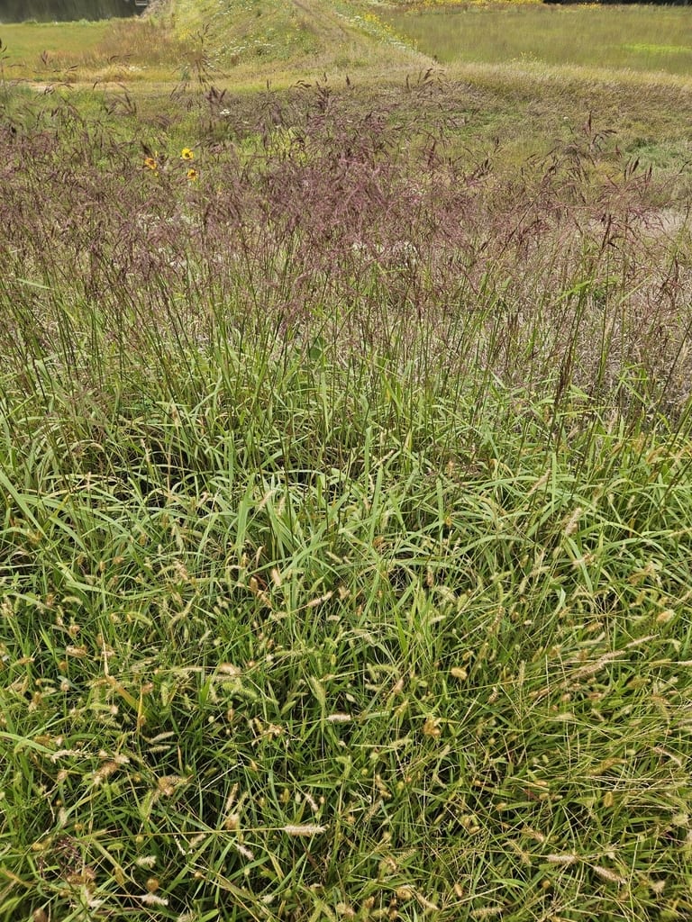 Purpletop tridens (Tridens flavus var. flavus)