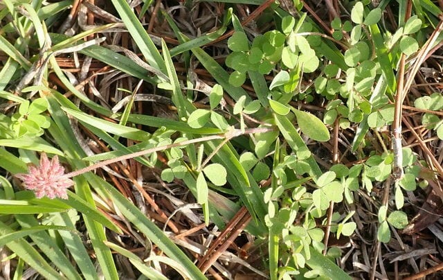 Carolina clover (Trifolium carolinianum)