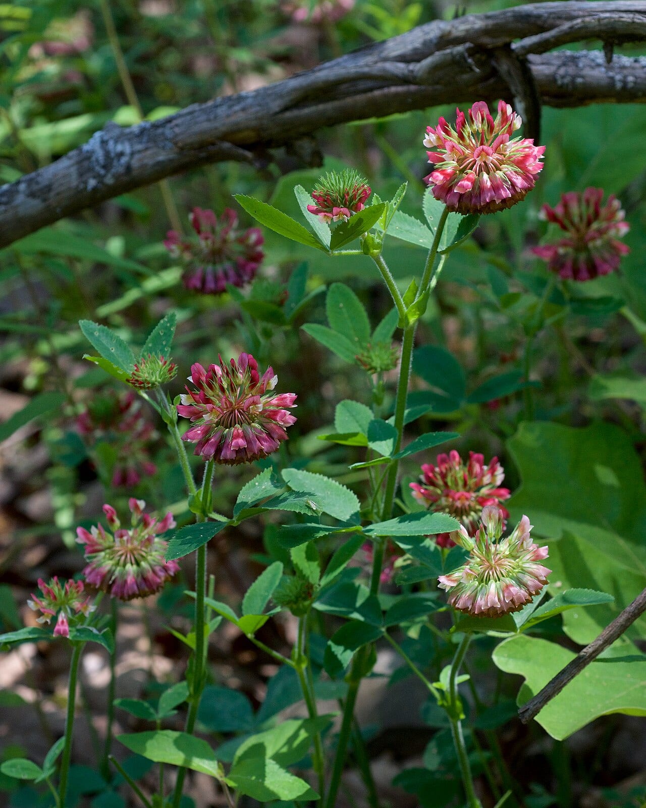 Buffalo clover (Trifolium reflexum)