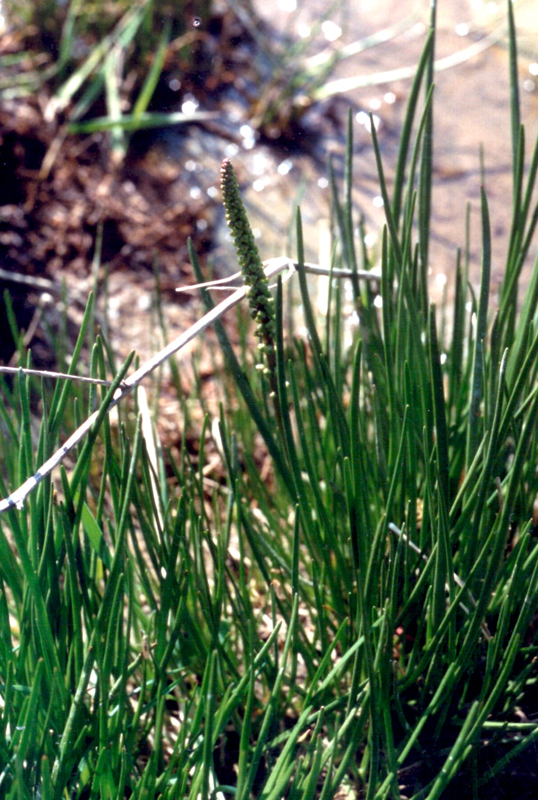 Seaside arrowgrass (Triglochin maritima)