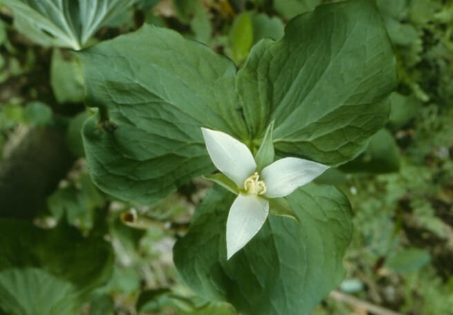 Nodding wakerobin (Trillium flexipes)
