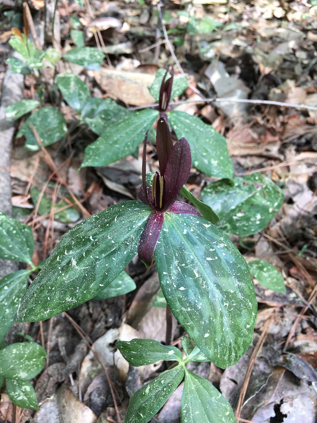 Slender trillium (Trillium gracile)