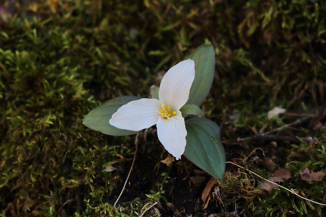 Snow trillium (Trillium nivale)