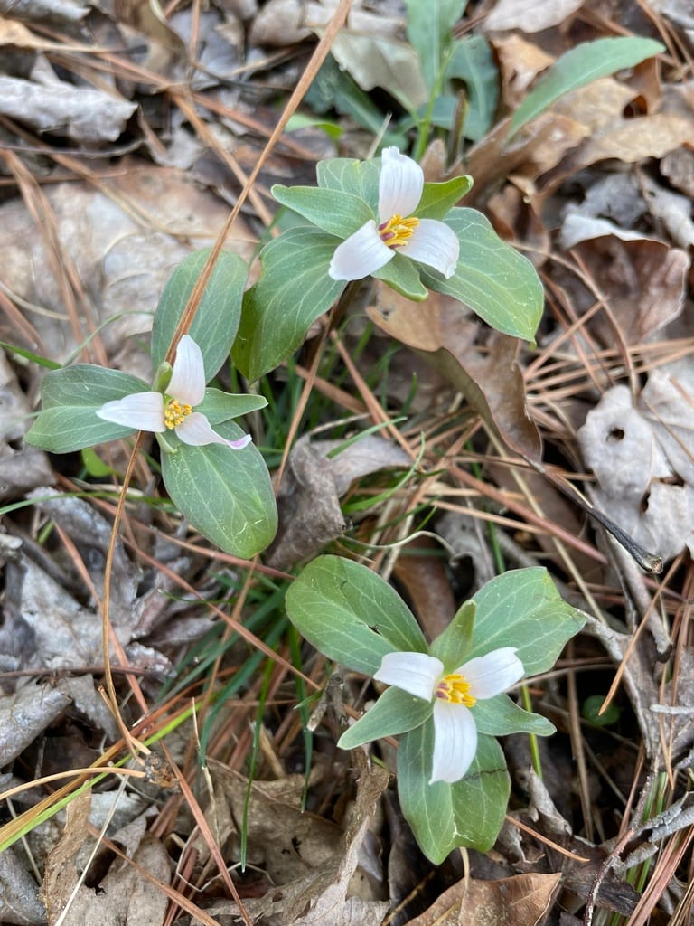Ozark wakerobin (Trillium pusillum var. ozarkanum)