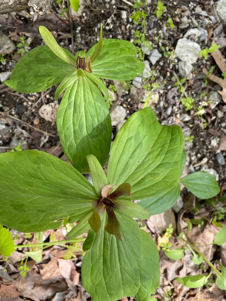 Wood trillium (Trillium viride)
