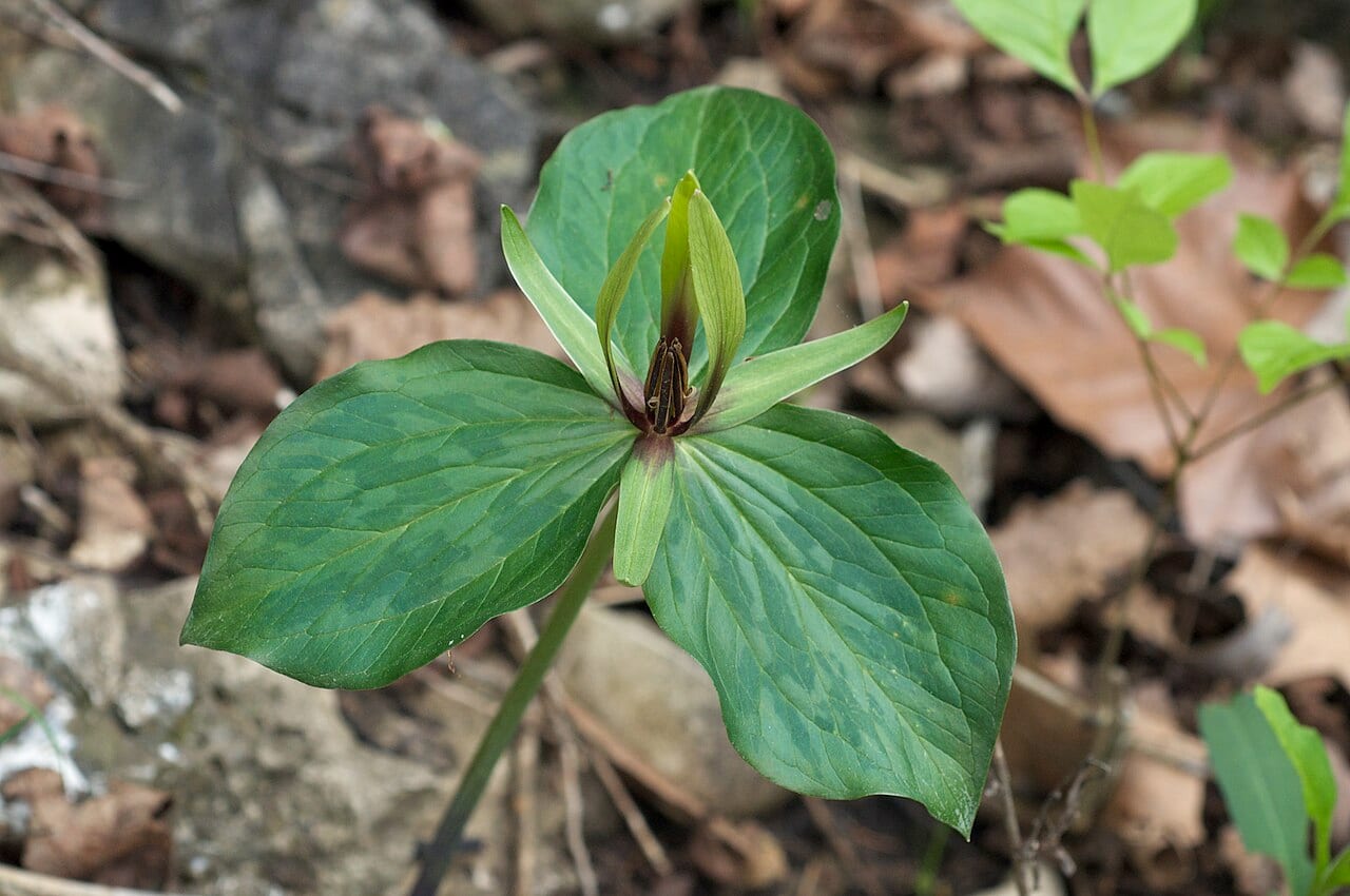 Tapertip wakerobin (Trillium viridescens)