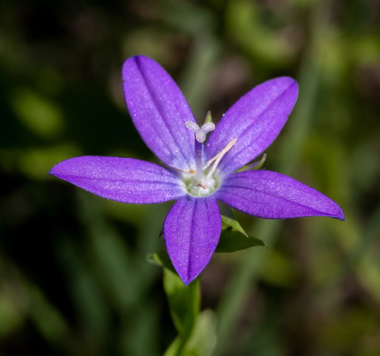 Small venus' looking-glass (Triodanis biflora)