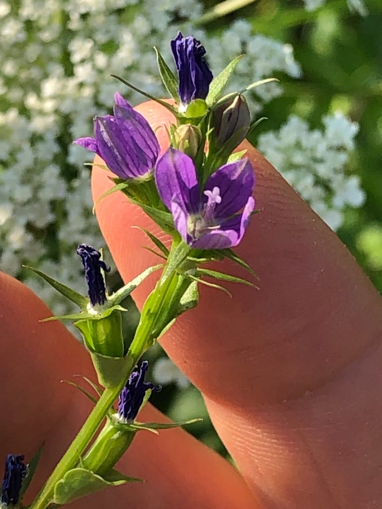 Prairie venus' looking-glass (Triodanis lamprosperma)