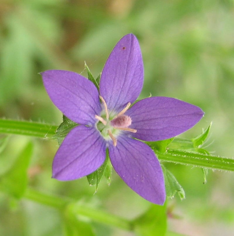 Clasping venus's looking-glass (Triodanis perfoliata)