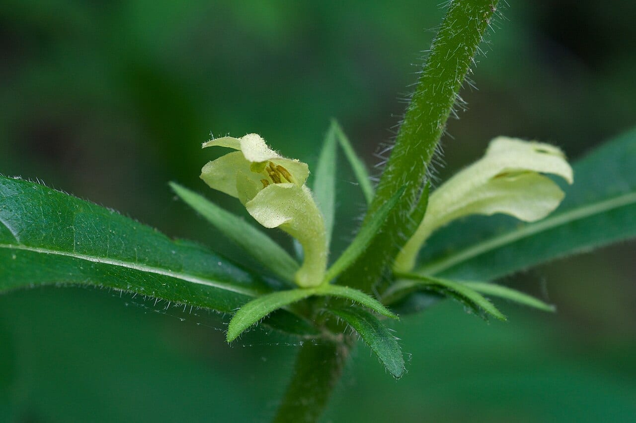 Yellow-fruit horse-gentian (Triosteum angustifolium)