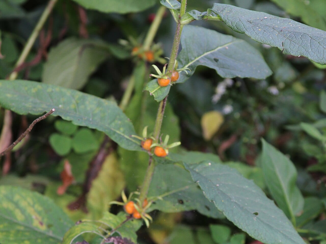 Orange-fruit horse-gentian (Triosteum aurantiacum)
