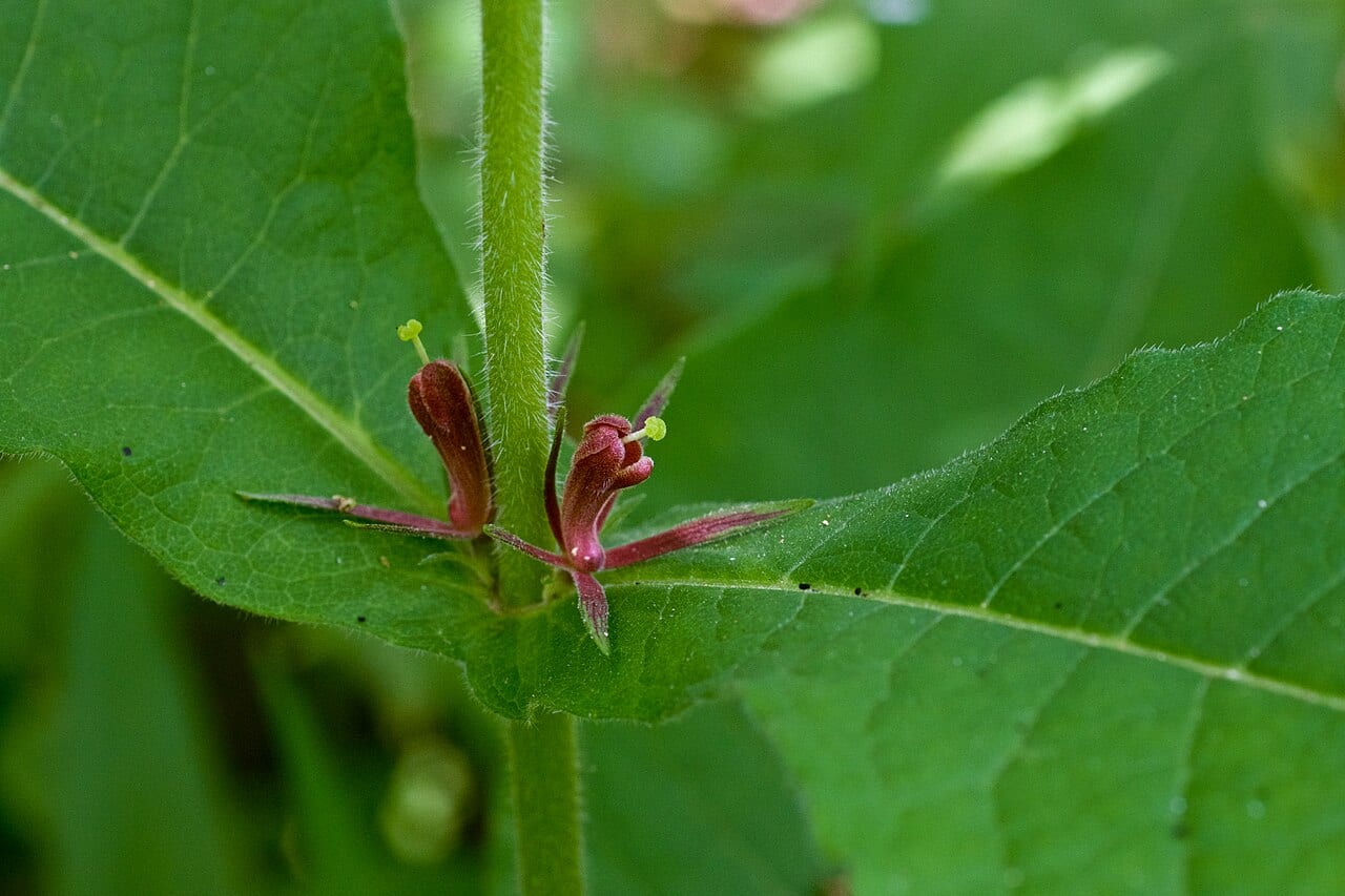 Feverwort (Triosteum perfoliatum)