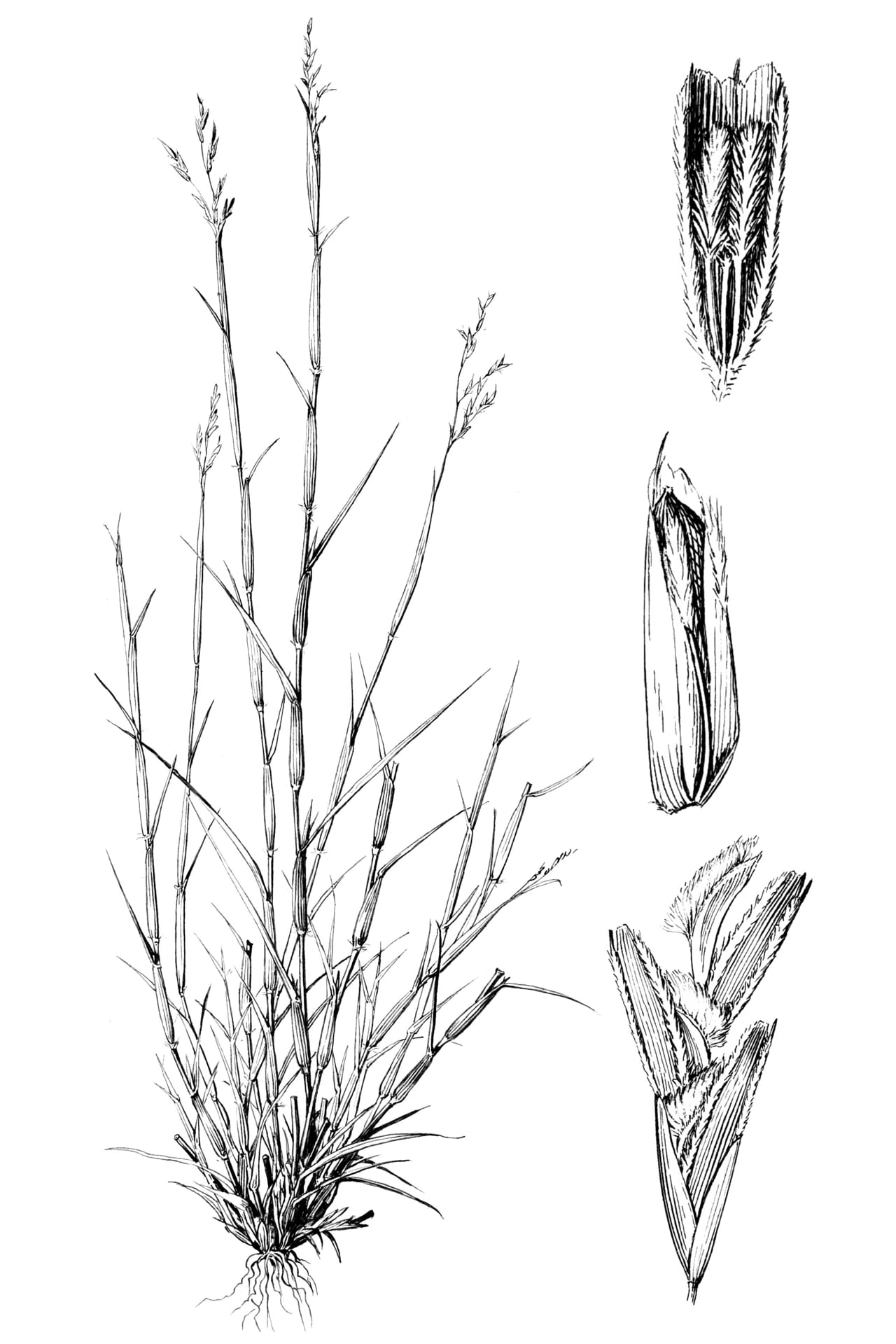 Purple sandgrass (Triplasis purpurea)
