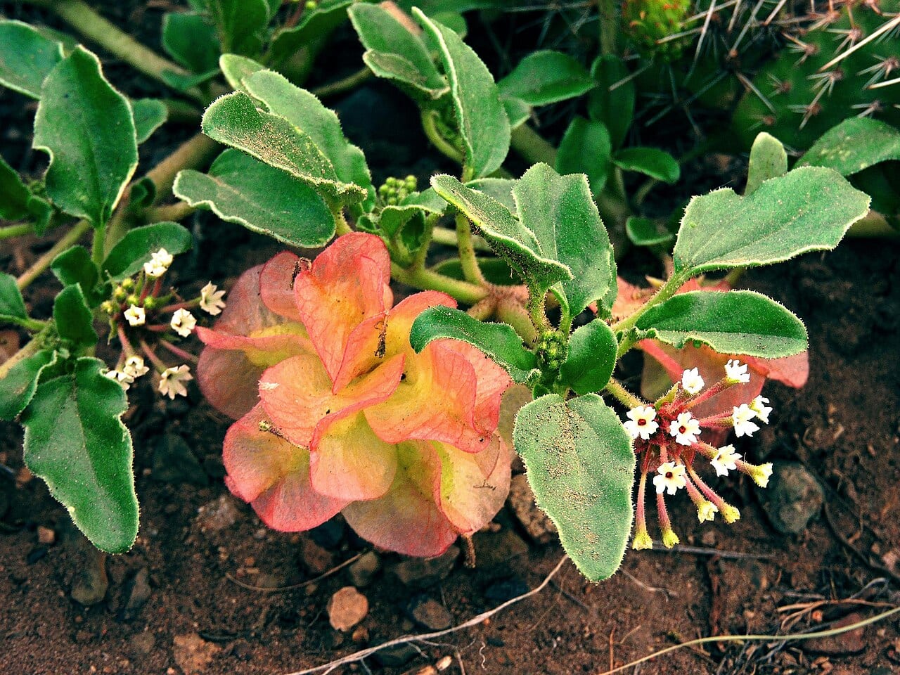 Smallflower sandverbena (Tripterocalyx micranthus)