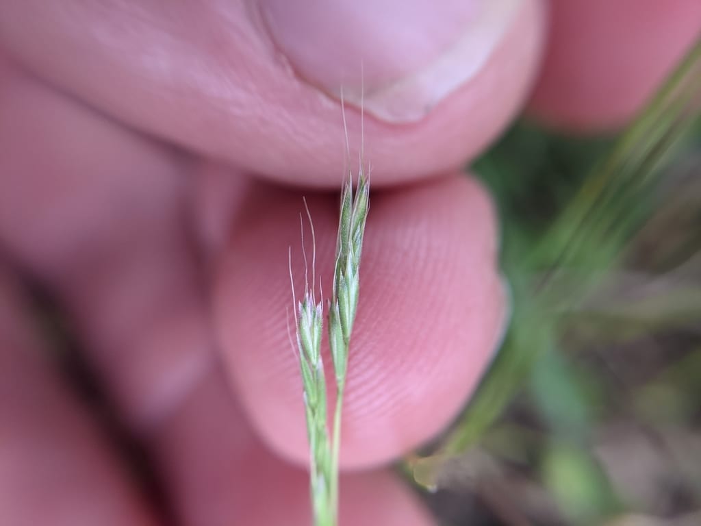 Prairie false oat (Trisetum interruptum)