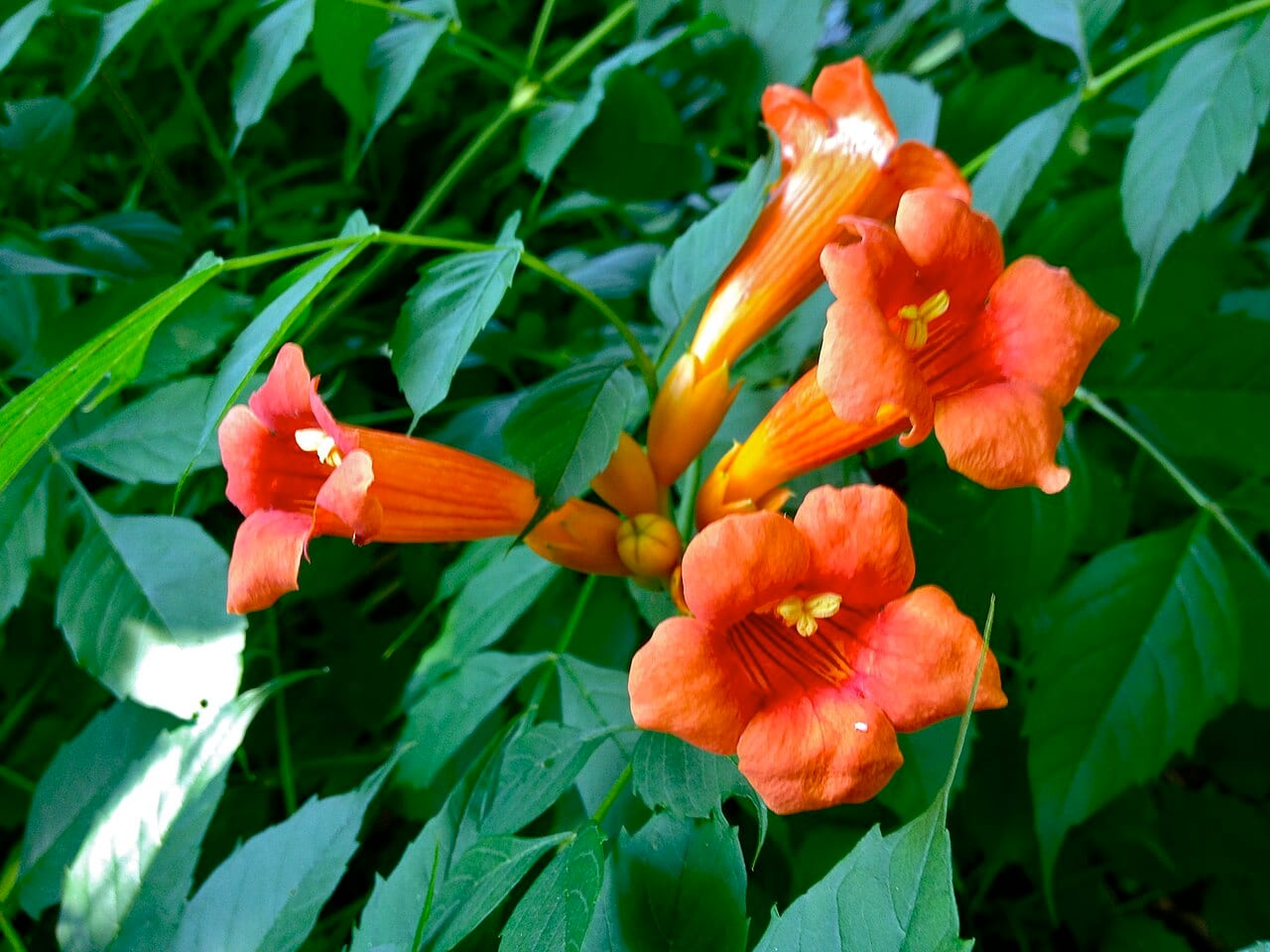 Trumpet Creeper (Campsis radicans)