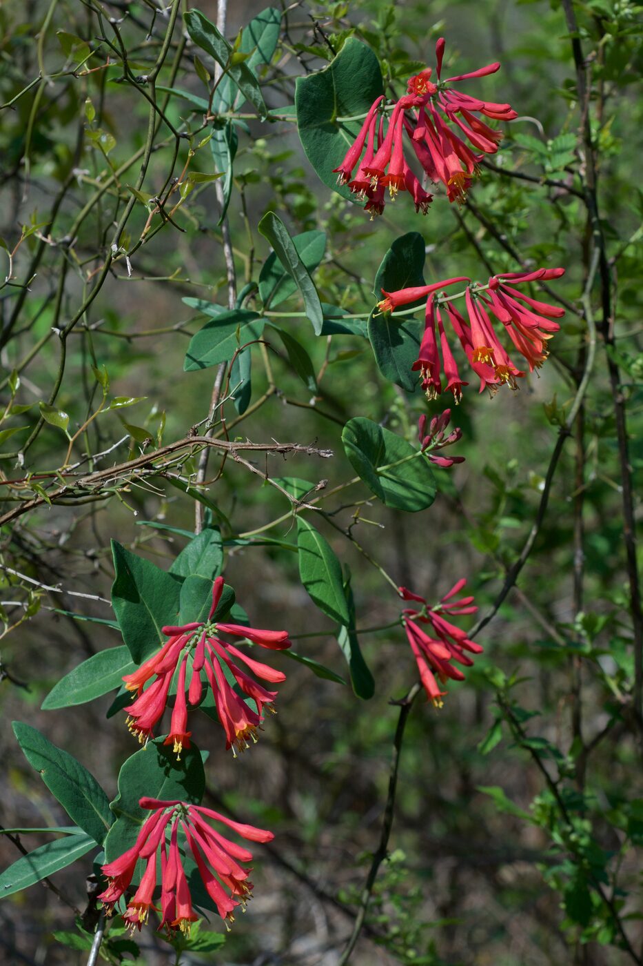Trumpet Honeysuckle (Lonicera sempervirens) — coral-red tubular flowers with yellow throats
