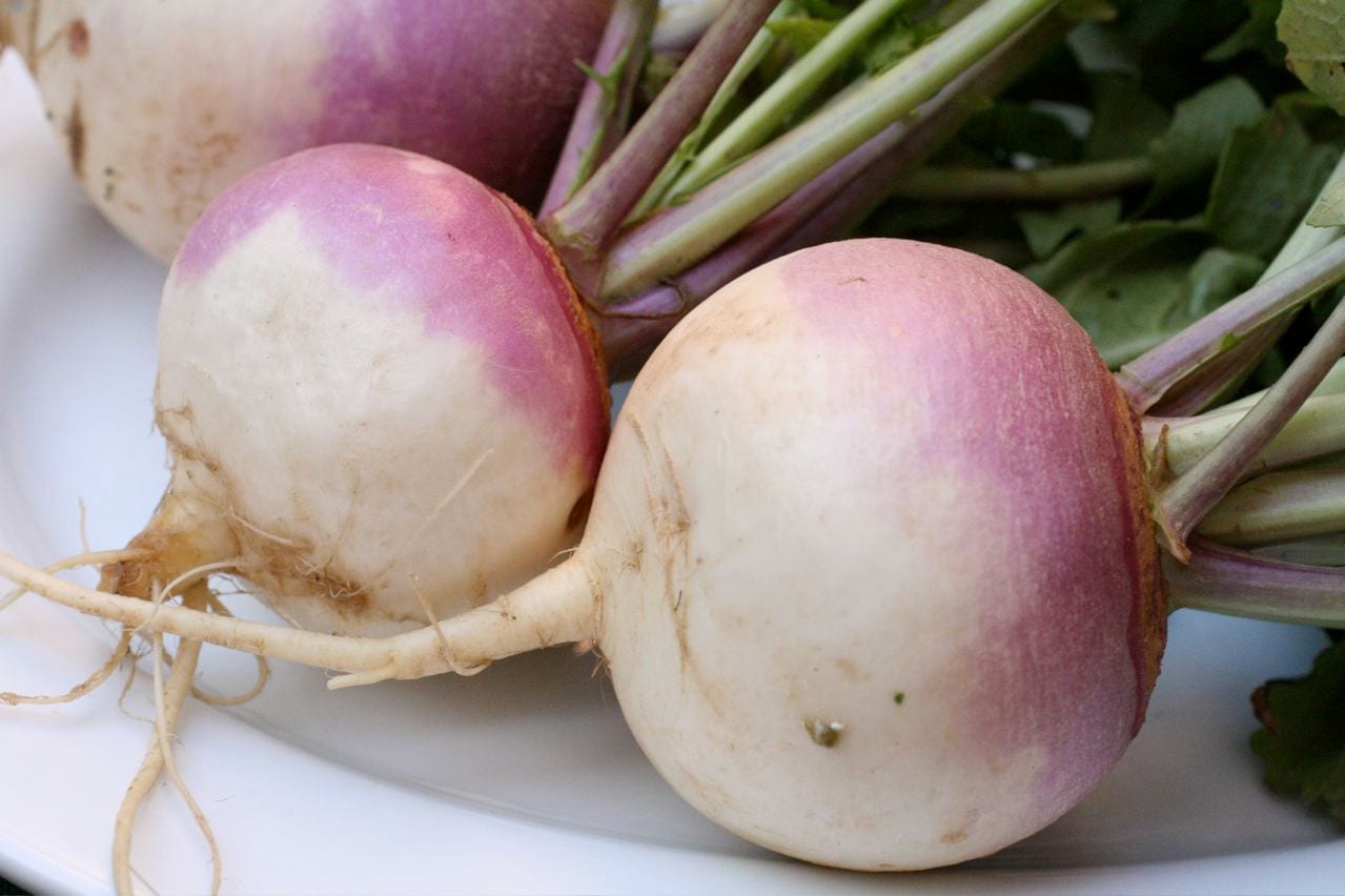 Turnip (Brassica rapa (Rapifera Group))