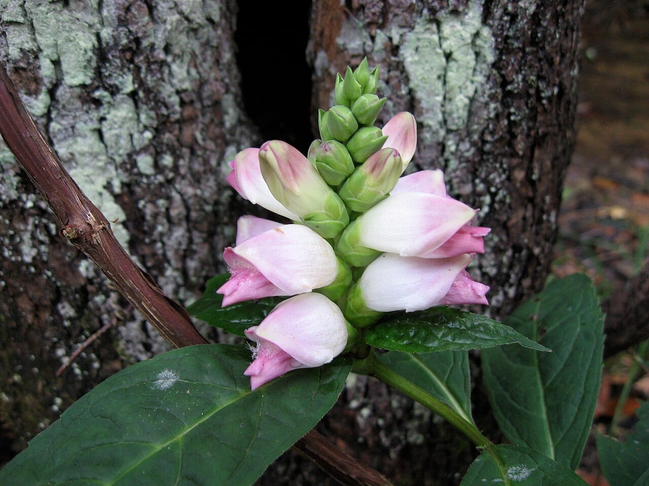 Turtlehead (Chelone glabra)