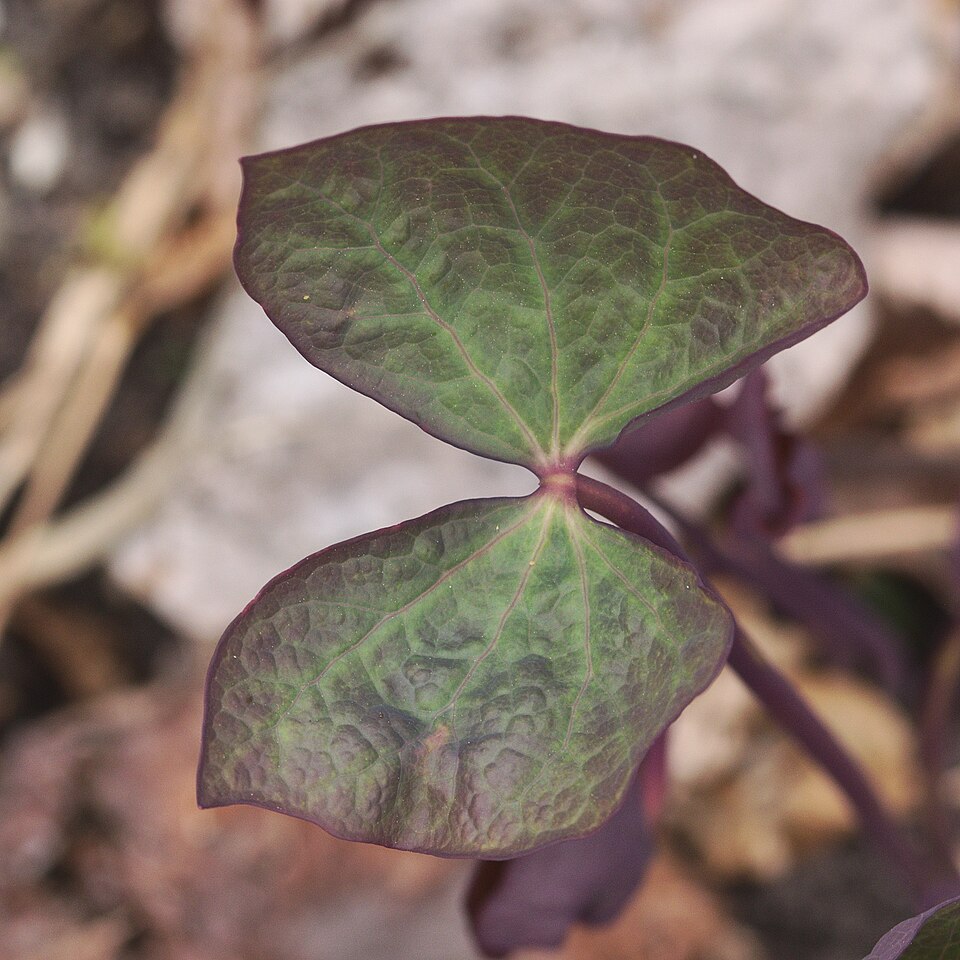 Twinleaf (Jeffersonia diphylla) showing the distinctive mirror-image leaf pair and a solitary white eight-petaled flower