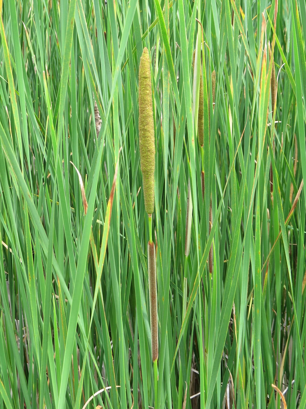 Narrowleaf cattail (Typha angustifolia)