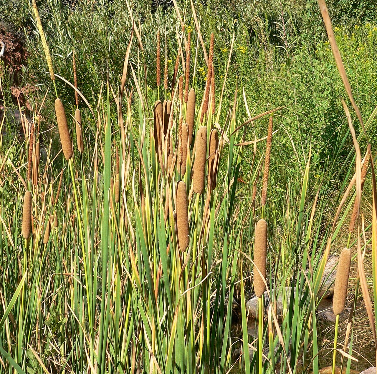 Southern cattail (Typha domingensis)