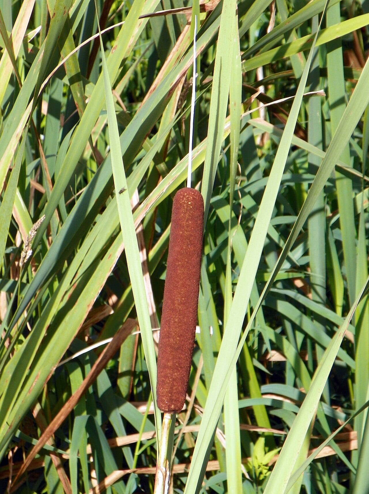 Broadleaf cattail (Typha latifolia)