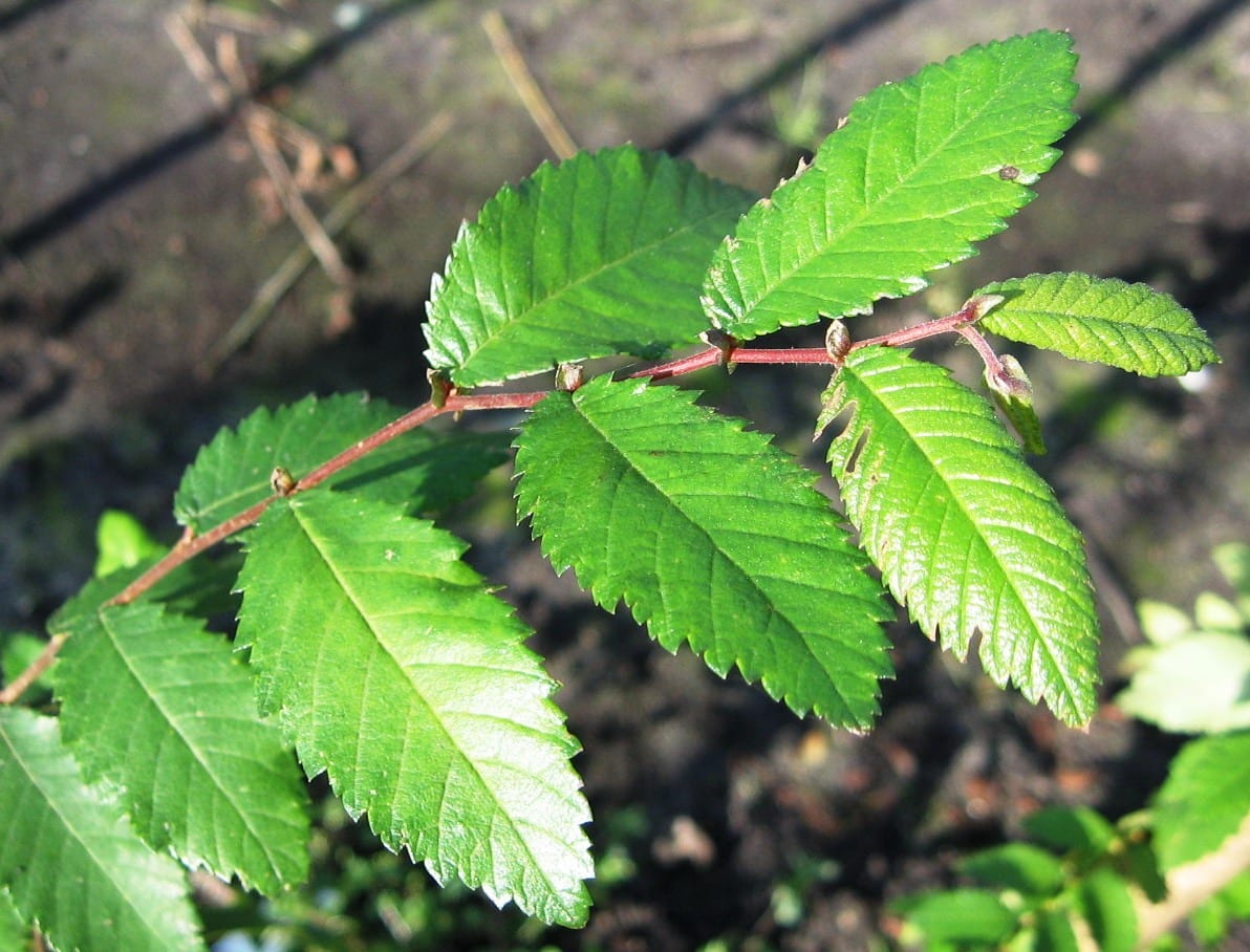 Winged elm (Ulmus alata)