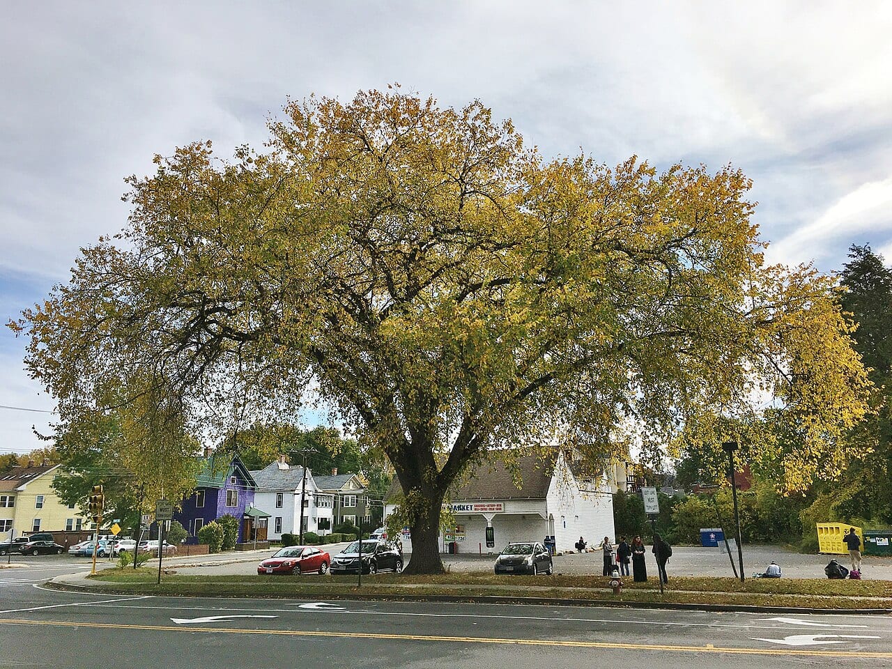 American elm (Ulmus americana)