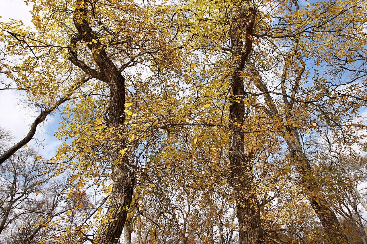 Cedar elm (Ulmus crassifolia)