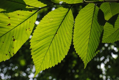 Slippery elm (Ulmus rubra)