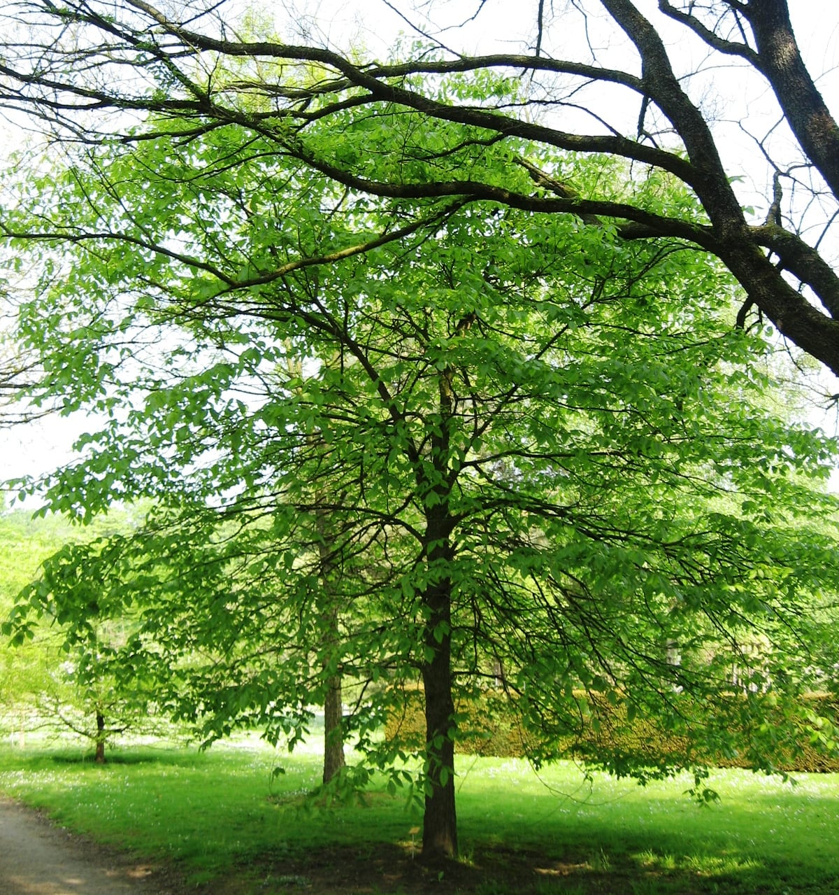 Rock elm (Ulmus thomasii)