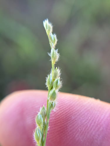 Fringed signalgrass (Urochloa ciliatissima)