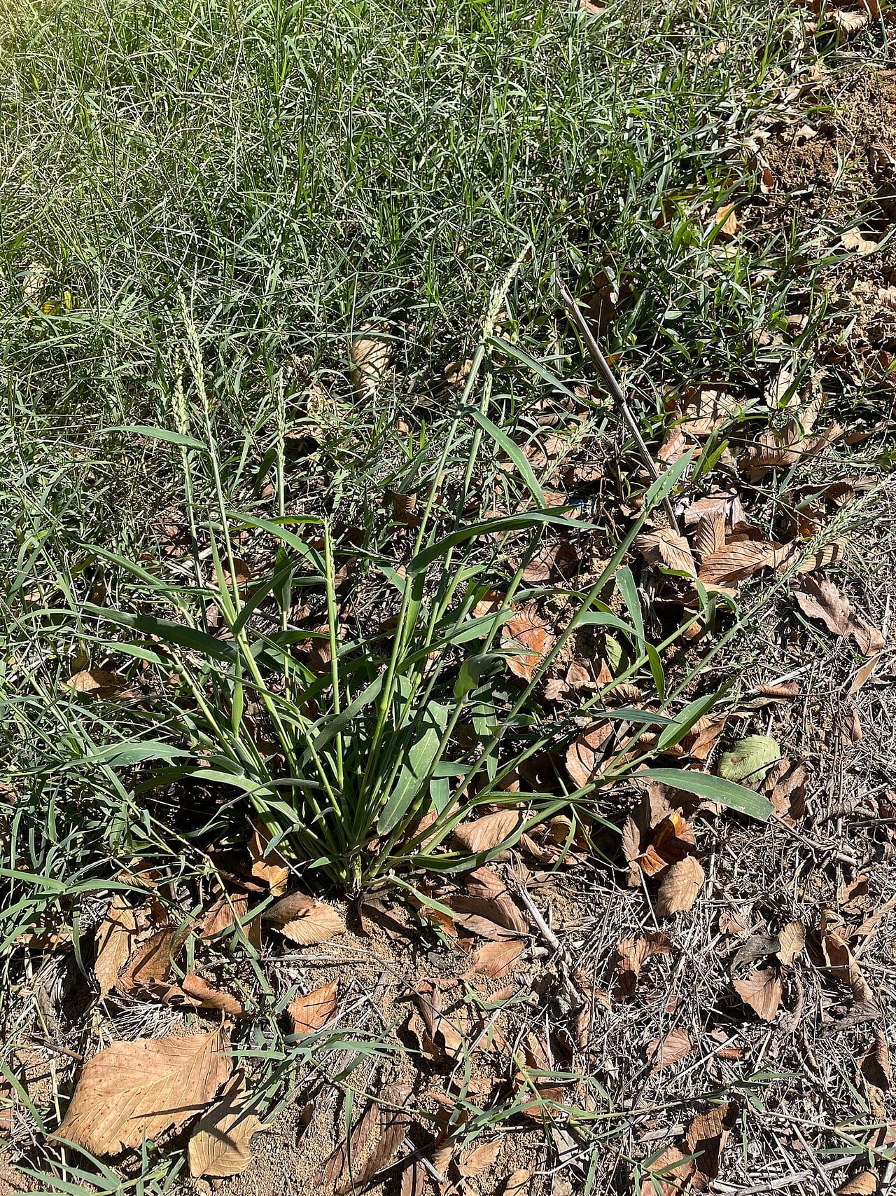 Texas signalgrass (Urochloa texana)
