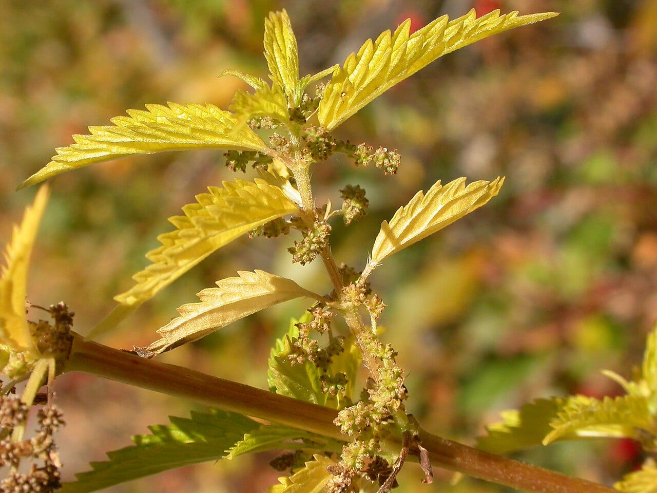 California nettle (Urtica dioica ssp. gracilis)