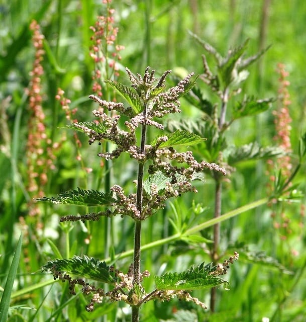 Stinging nettle (Urtica dioica)