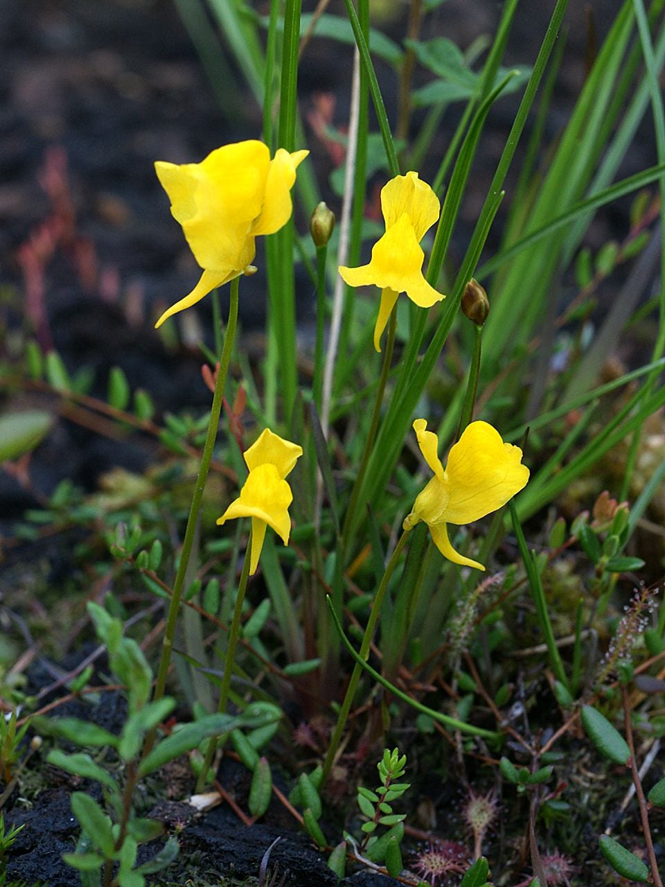 Horned bladderwort (Utricularia cornuta)