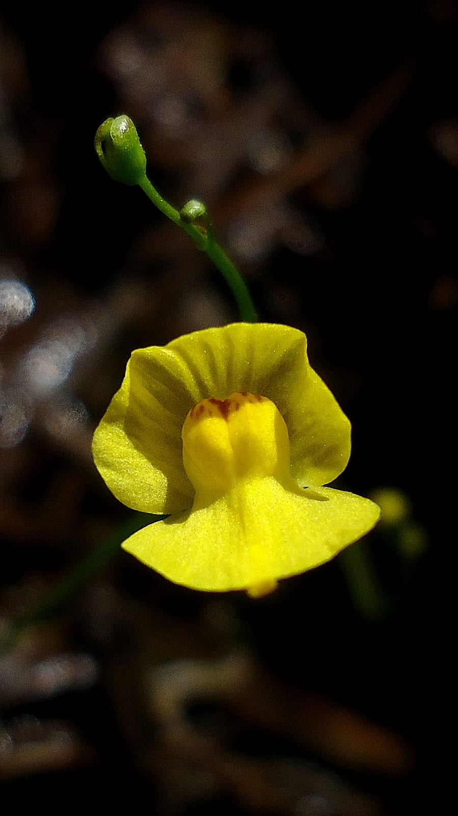 Humped bladderwort (Utricularia gibba)