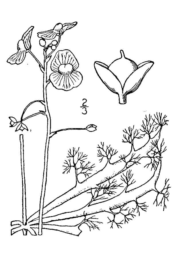 Swollen bladderwort (Utricularia inflata)