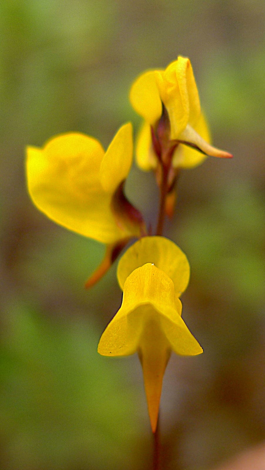 Southern bladderwort (Utricularia juncea)